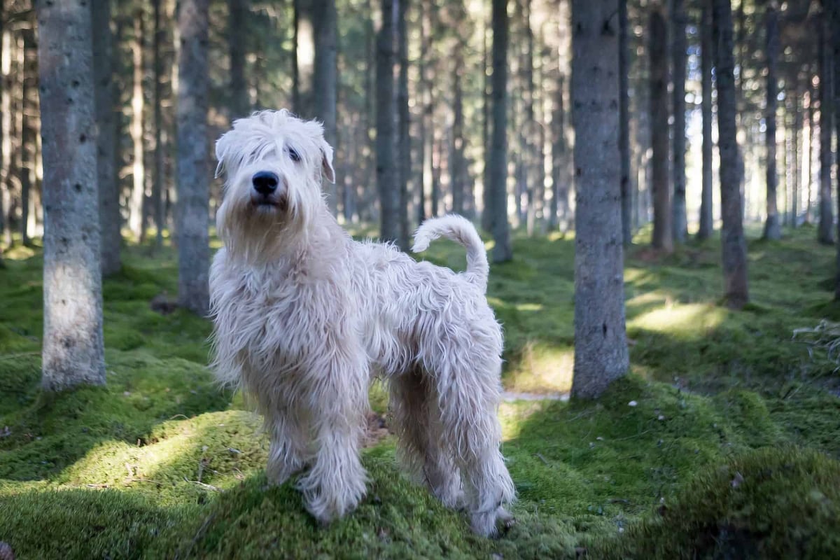 Adorable fluffy dog standing in lush green moss in a peaceful forest setting.