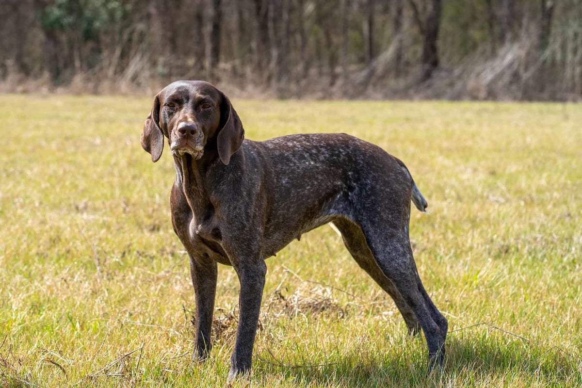 Dog standing in grassy field, outdoor setting, natural sunlight, alert and curious.
