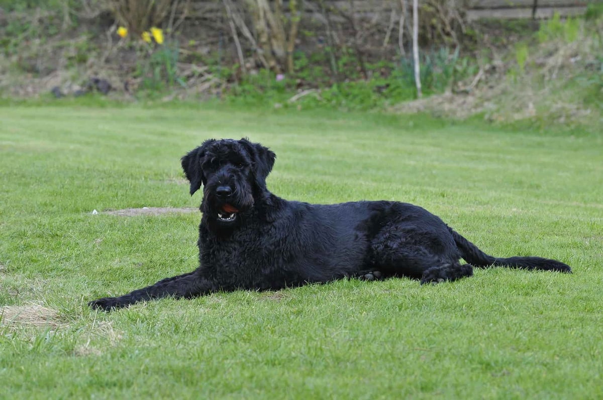 Large black dog lying on green grass in backyard during daytime, enjoying outdoor leisure.