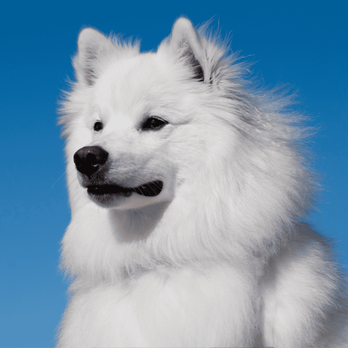 Cute Samoyed dog with fluffy white coat against blue sky background.