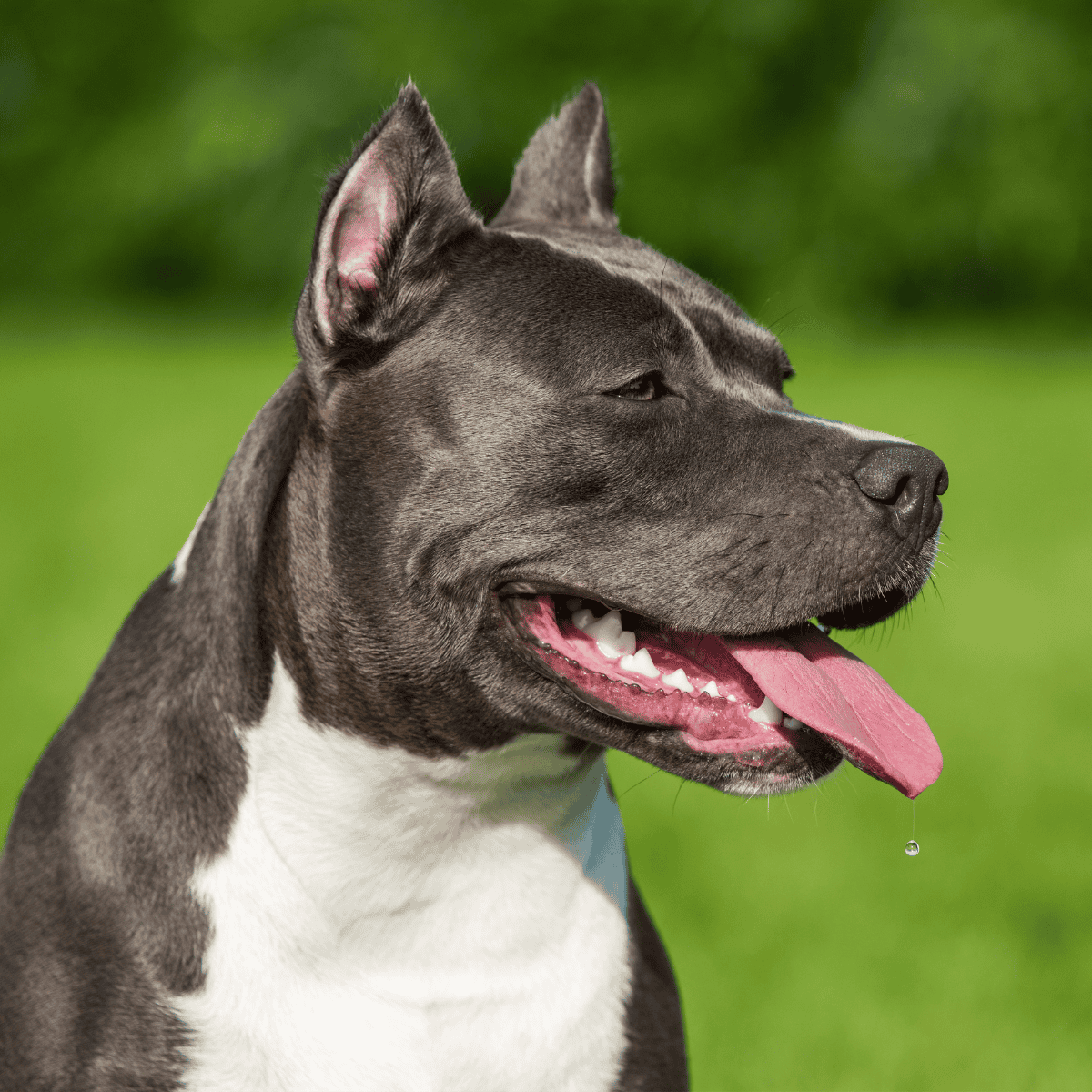 High-quality image of a happy Pitbull mix with a bright smile, tongue out, and fresh green background.