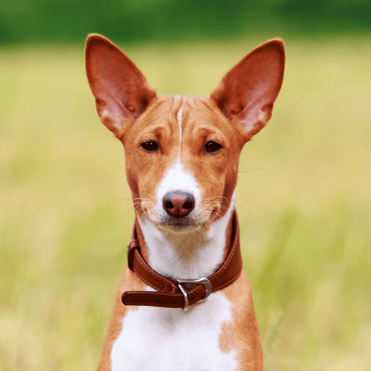 Dog looking directly at camera with alert ears, in a lush green outdoor setting.