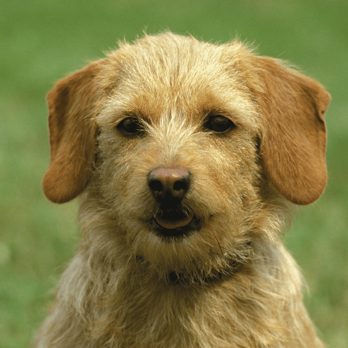 Dog featuring a scruffy coat and friendly expression, perfect for pet care or grooming services.