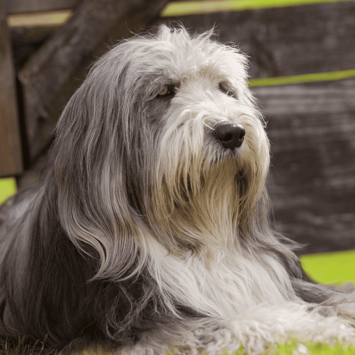 Dog lying on grass with a blurred wooden fence background, showcasing a calm, fluffy sheepdog.