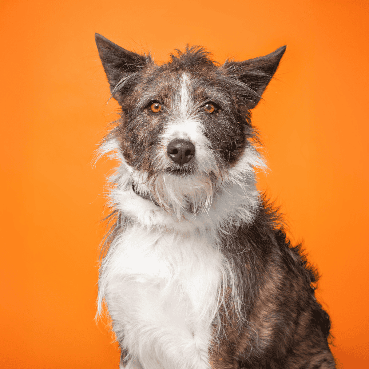 Adorable mixed-breed dog with a striking coat, sitting against a vibrant orange background.