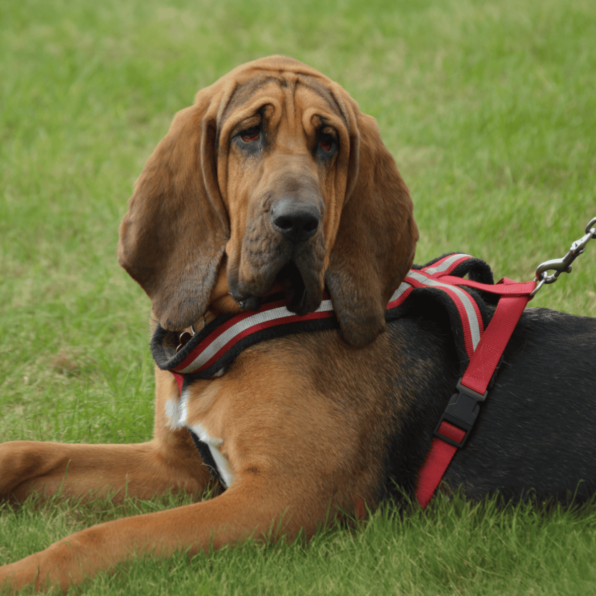 Adopt, rescue, and care for dogs with Dogfix.com.