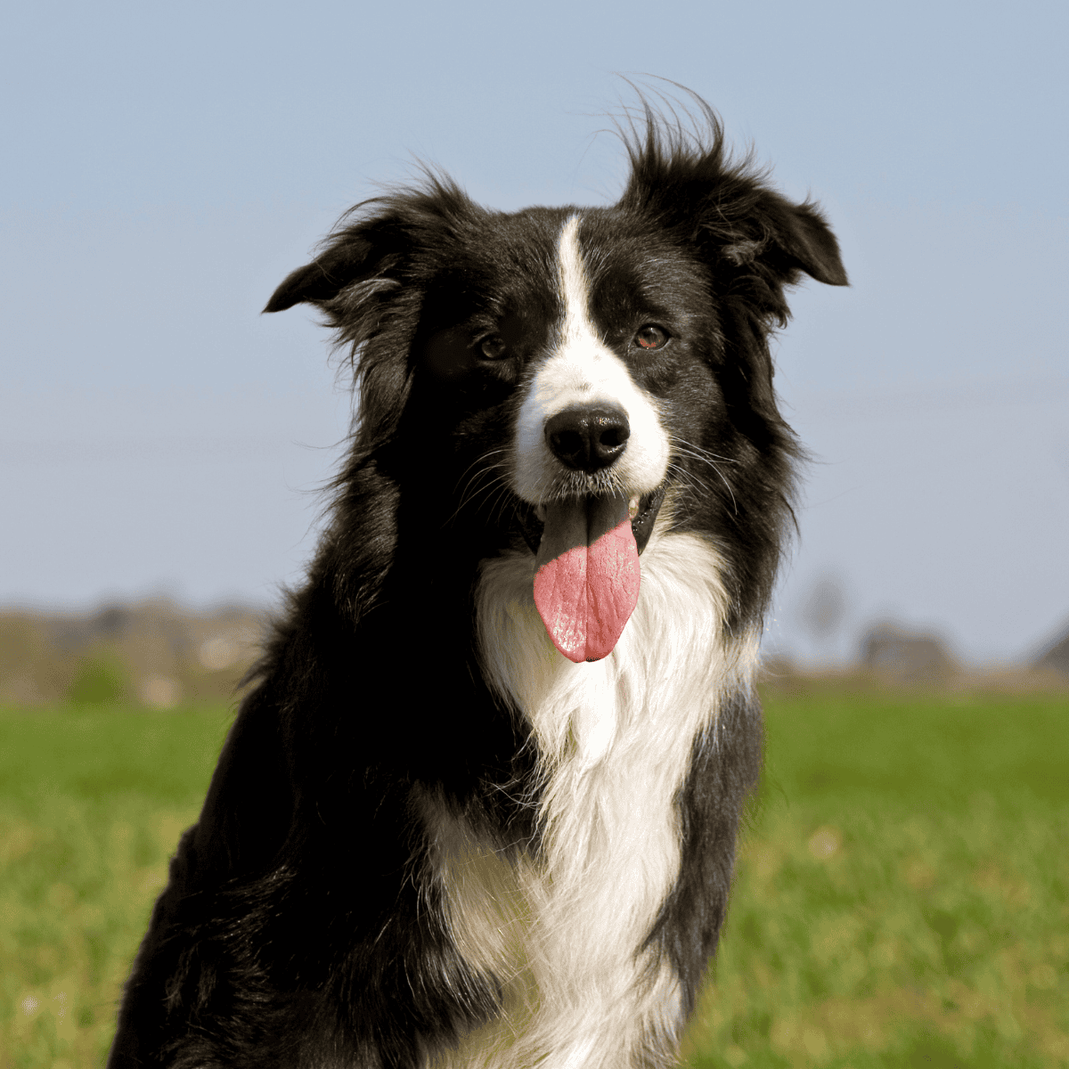 Border collie dog smiling outdoors on grass, energetic and happy dog in natural setting.