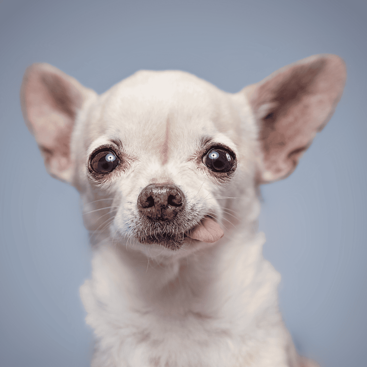 Small white Chihuahua with big ears and black eyes, a lovable and loyal dog breed.