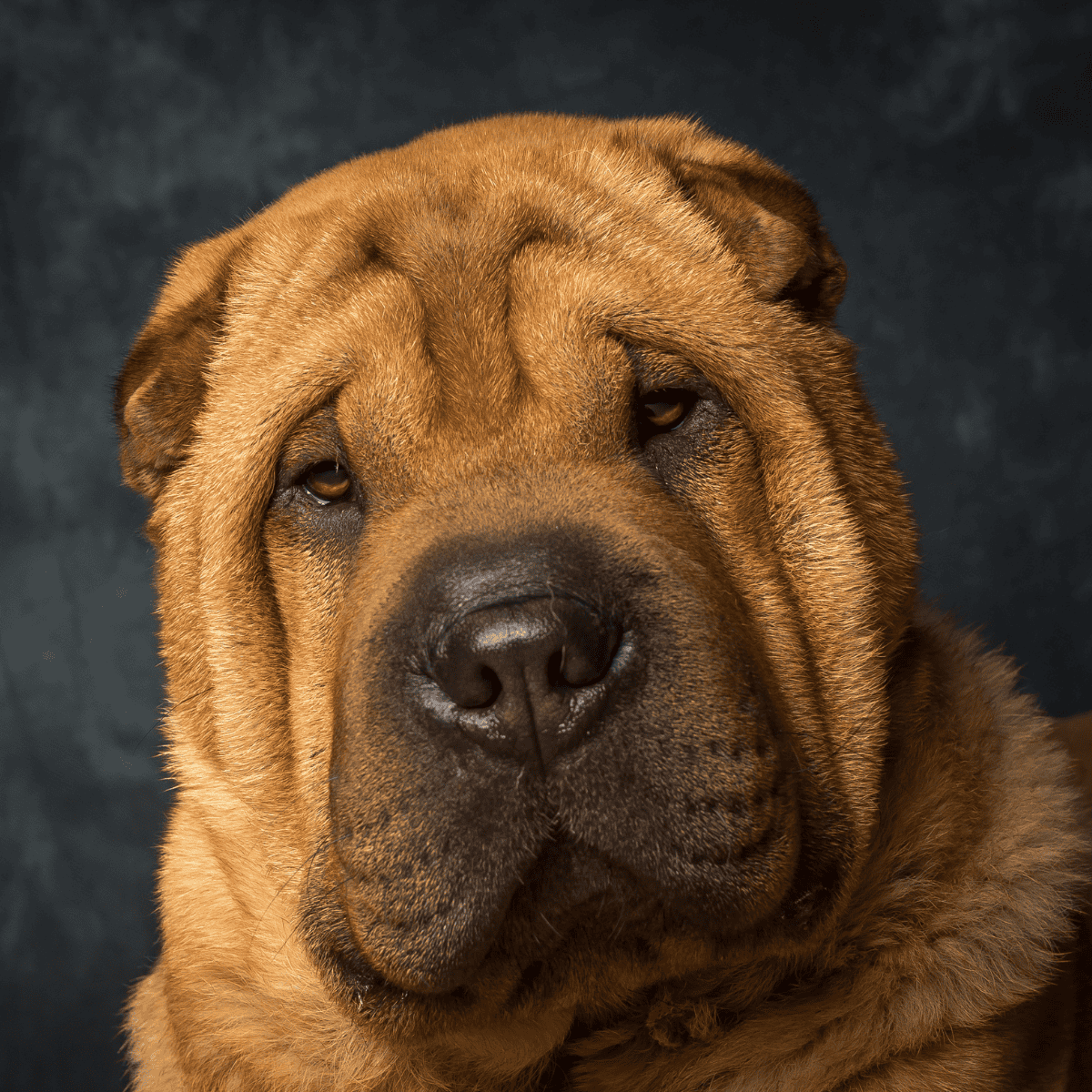 Close-up of a large, gentle mastiff dog with a serious expression, highlighting its wrinkled face and expressive eyes.