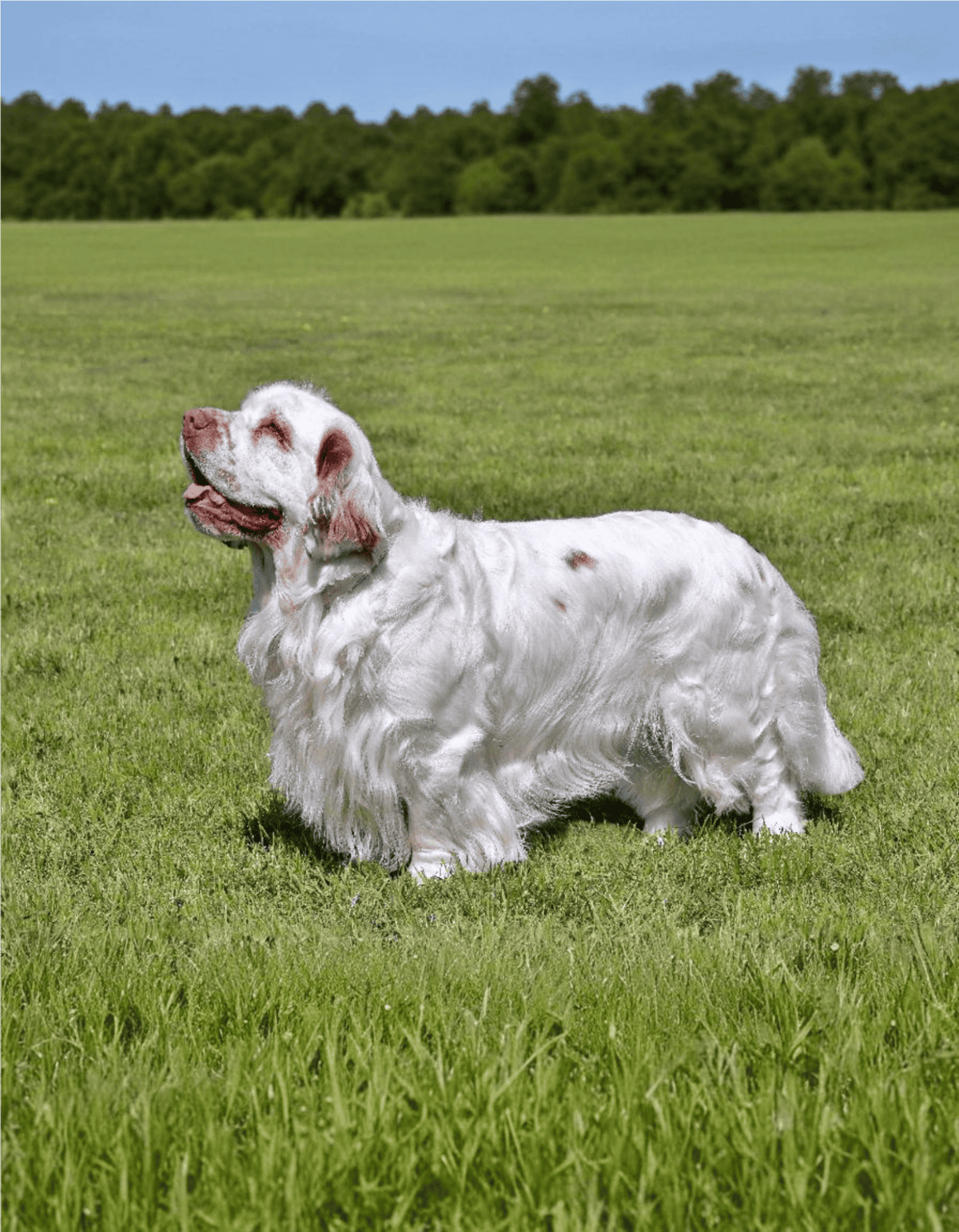 Fluffy white dog playing outdoors in a green field, sunny day, happy and relaxed.