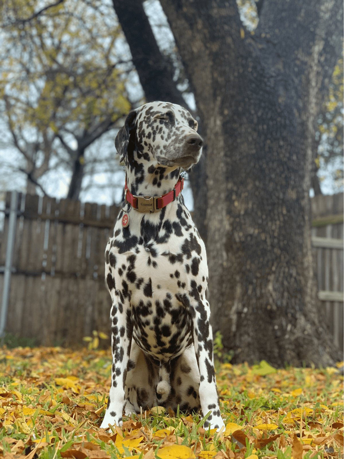 Adorable Dalmatian puppy enjoying fall in backyard with colorful leaves.