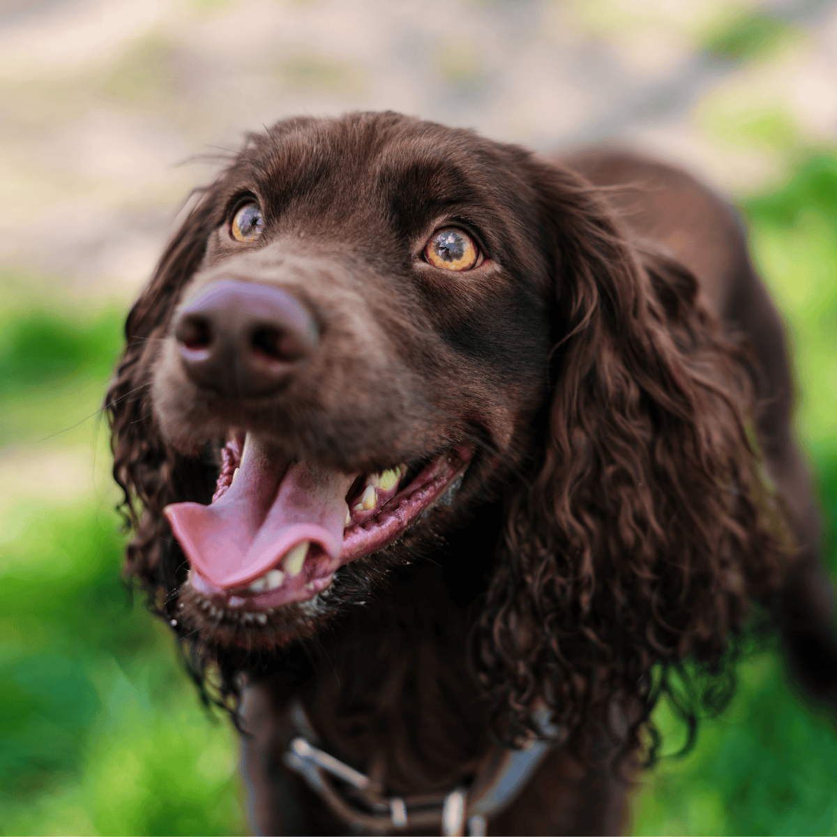 Close-up of a joyful brown dog with curly fur and bright eyes outdoors.