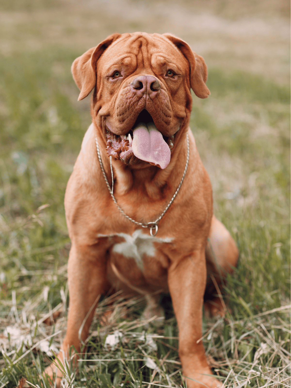 Dogfix.com pet care solution for dog enthusiasts and rescue organizations.