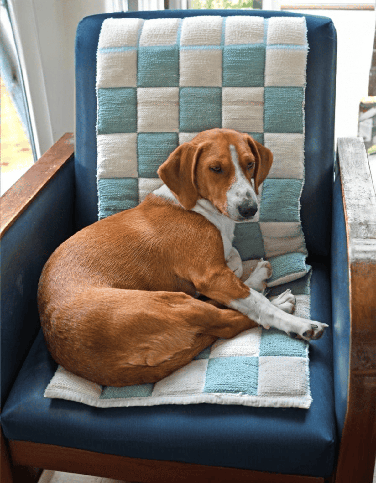 Dog resting on a comfortable blue cushion with a checkered towel.