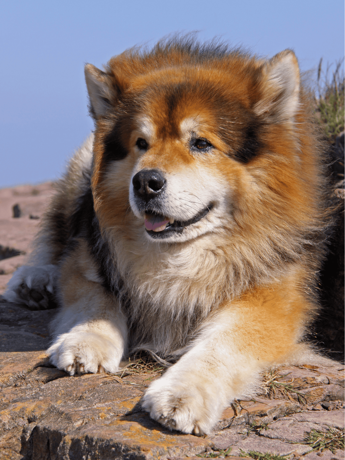 Adorable fluffy dog relaxing outdoors on rocky terrain, enjoying nature and sunshine. Perfect dog lover's nature photo.