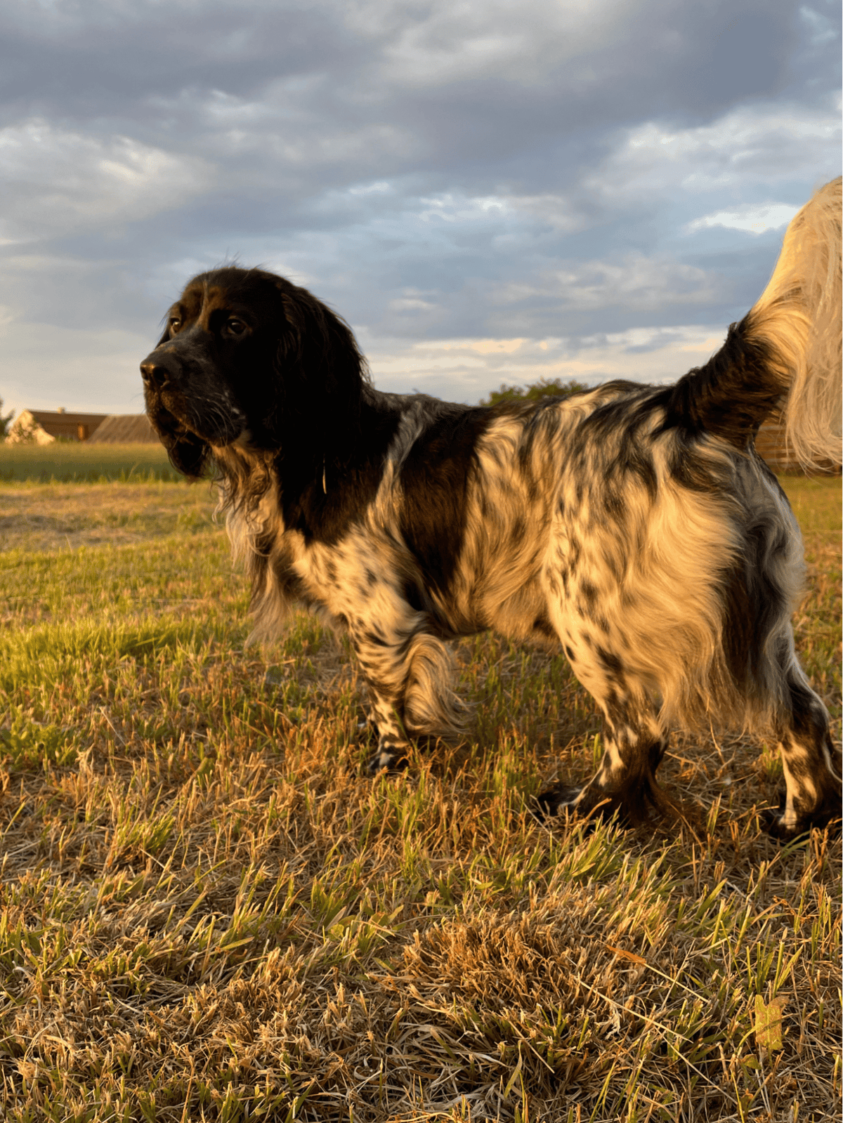 High-quality image of a long-haired dog in a scenic outdoor setting at sunset.