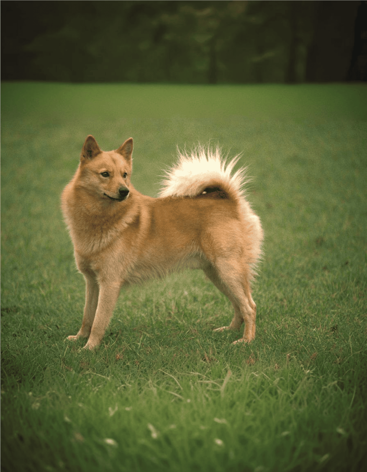Adorable Shiba Inu standing on lush green grass, showcasing its fluffy tail and alert expression.