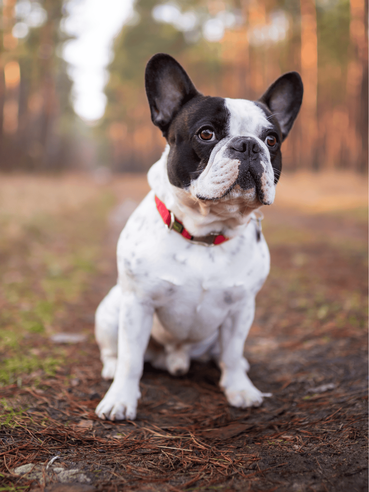 Adorable French Bulldog sitting on forest trail with autumn foliage in the background, perfect for dog lovers.