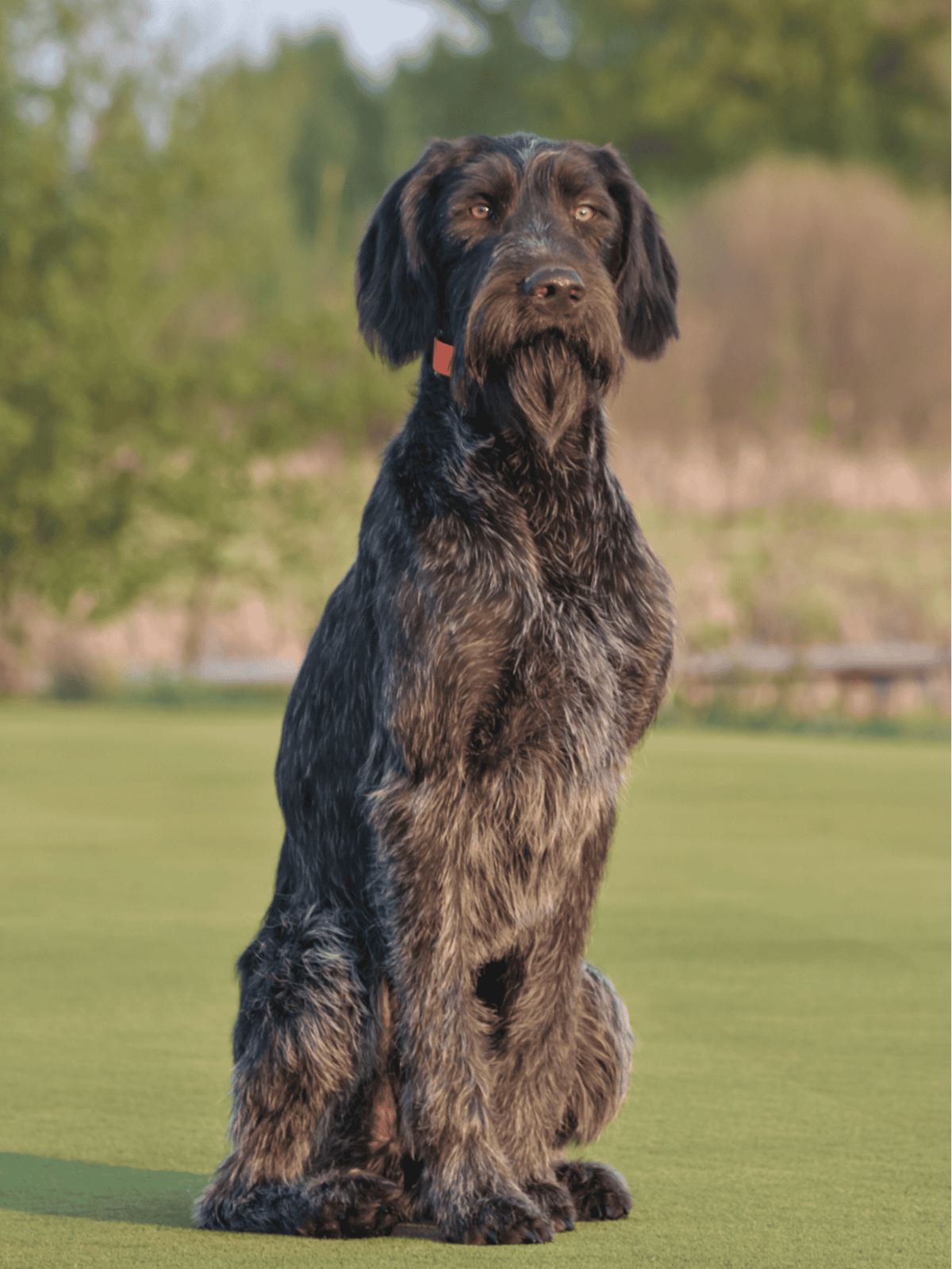 Dogfix.com dog training and behavior improvement.