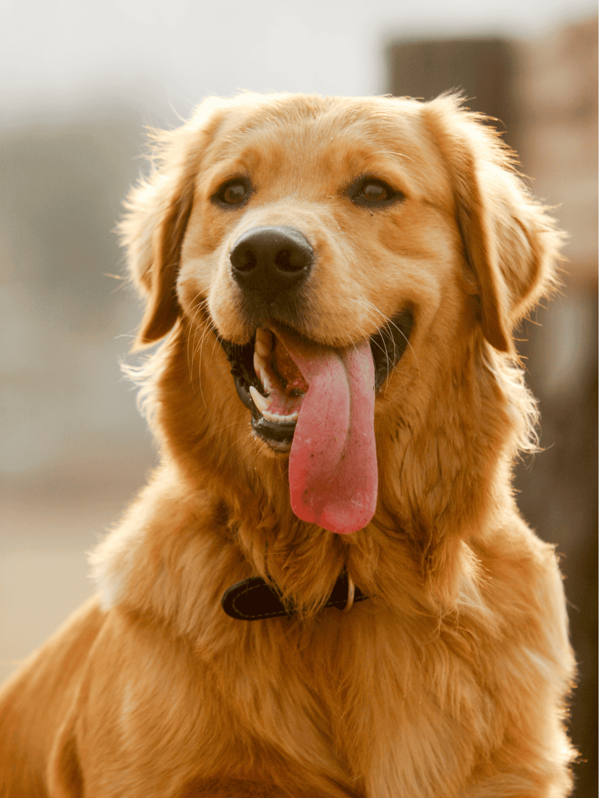 Happy Golden Retriever with wagging tail and tongue out, outdoors.