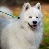 Samoyed