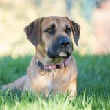 Boerboel