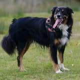English Shepherd