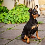 Miniature Pinscher