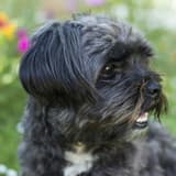 Affenpinscher