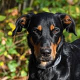 Beauceron