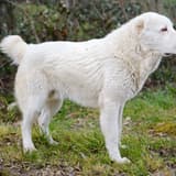 Central Asian Shepherd Dog
