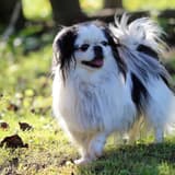 Japanese Chin