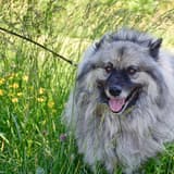 Keeshond