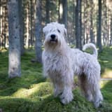 Soft Coated Wheaten Terrier