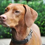 Vizsla