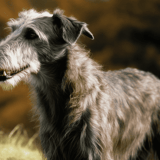 Scottish Deerhound