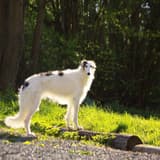 Borzoi