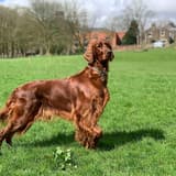 Irish Setter