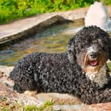 Spanish Water Dog