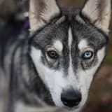 Alaskan Husky
