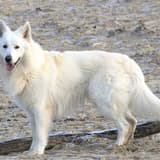 American White Shepherd