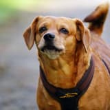 Dorgi (Corgi & Dachshund Blend)