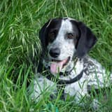 English Pointer