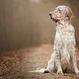 English Setter