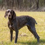 German Shorthaired Pointer