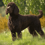 Irish Water Spaniel