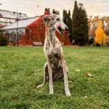 Italian Greyhound