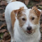Jack Russell Terrier