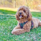 Miniature Goldendoodle