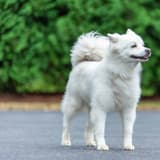 Miniature American Eskimo